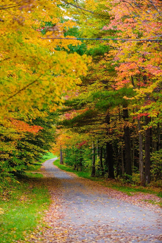 Vermont Fall Foliage