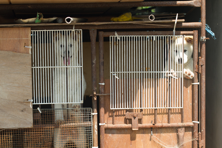 Caged Dogs