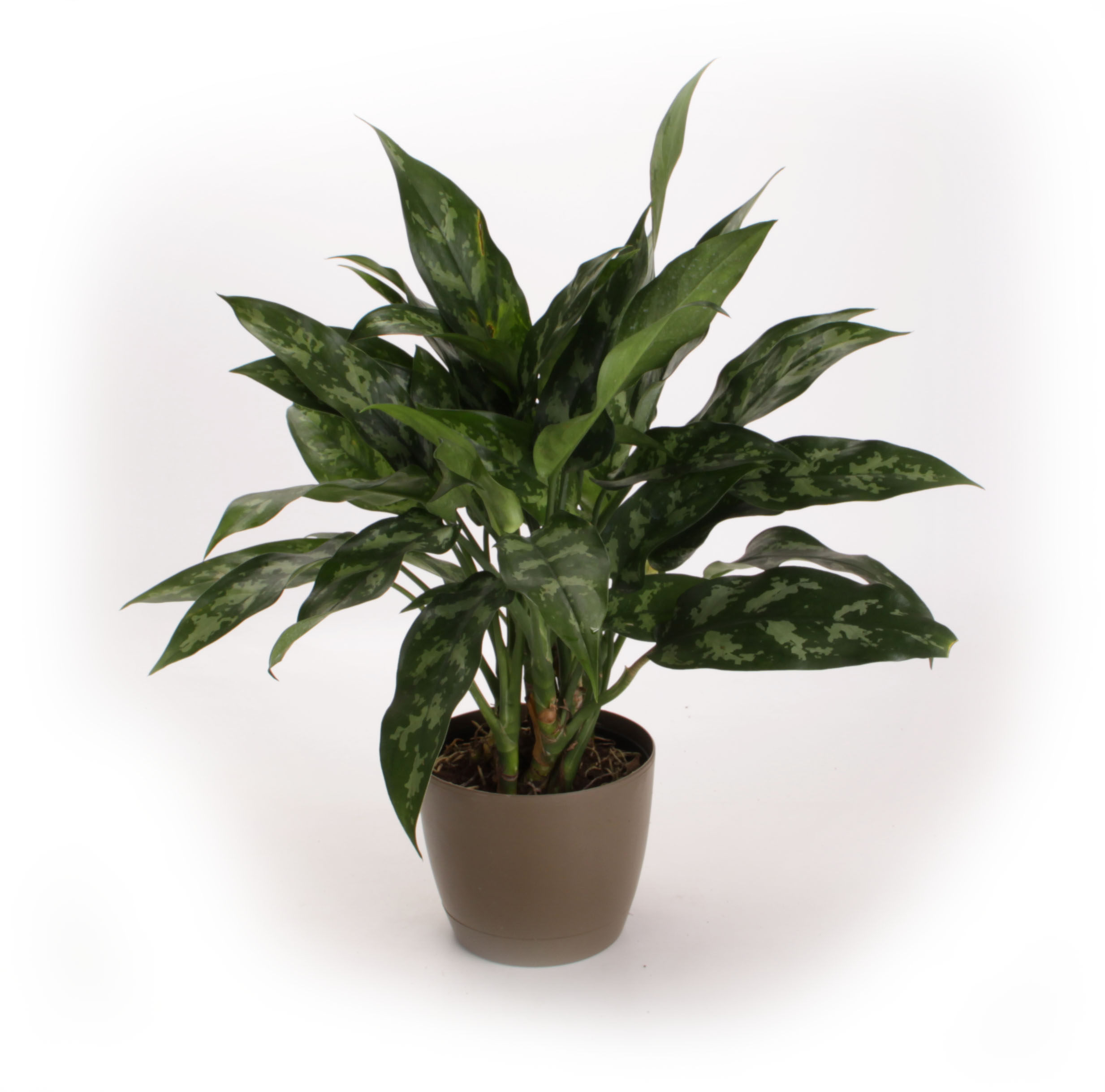 Chinese evergreen is one of the best plants for beginners to grow.