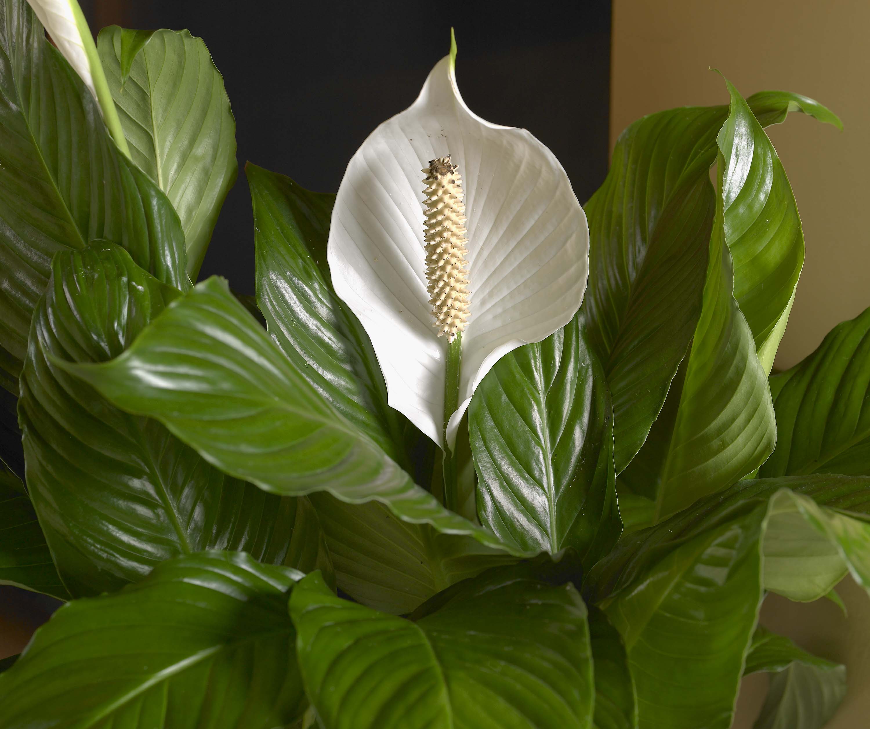 Peace lily is a common houseplant that bears broad, dark green leaves and charming, white calla-like flowers on tall stems above the foliage.