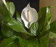 Peace lily, Costa Farms O2 For You