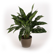 Chinese evergreen, Costa Farms O2 For You