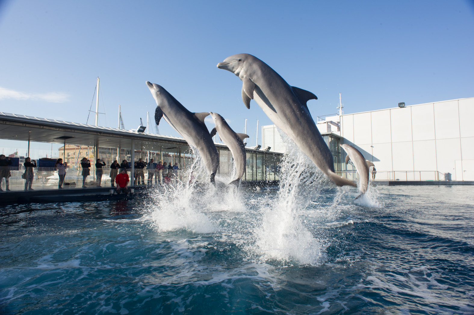 Dolphins in the Aquarium of Genova
