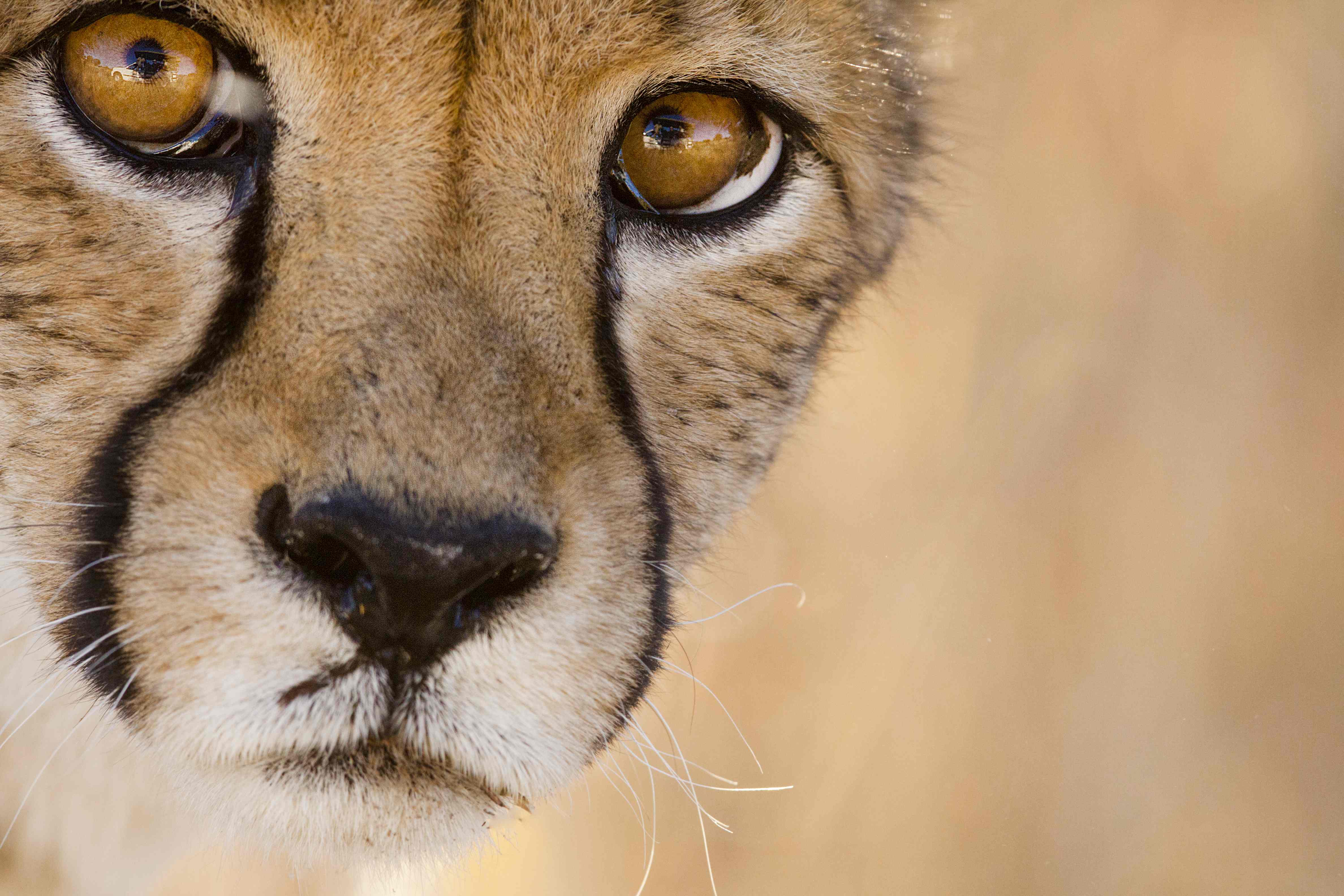 Only 10,000 cheetahs remain in the wild