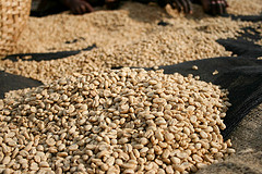 Ethiopian Sidama Guji coffee