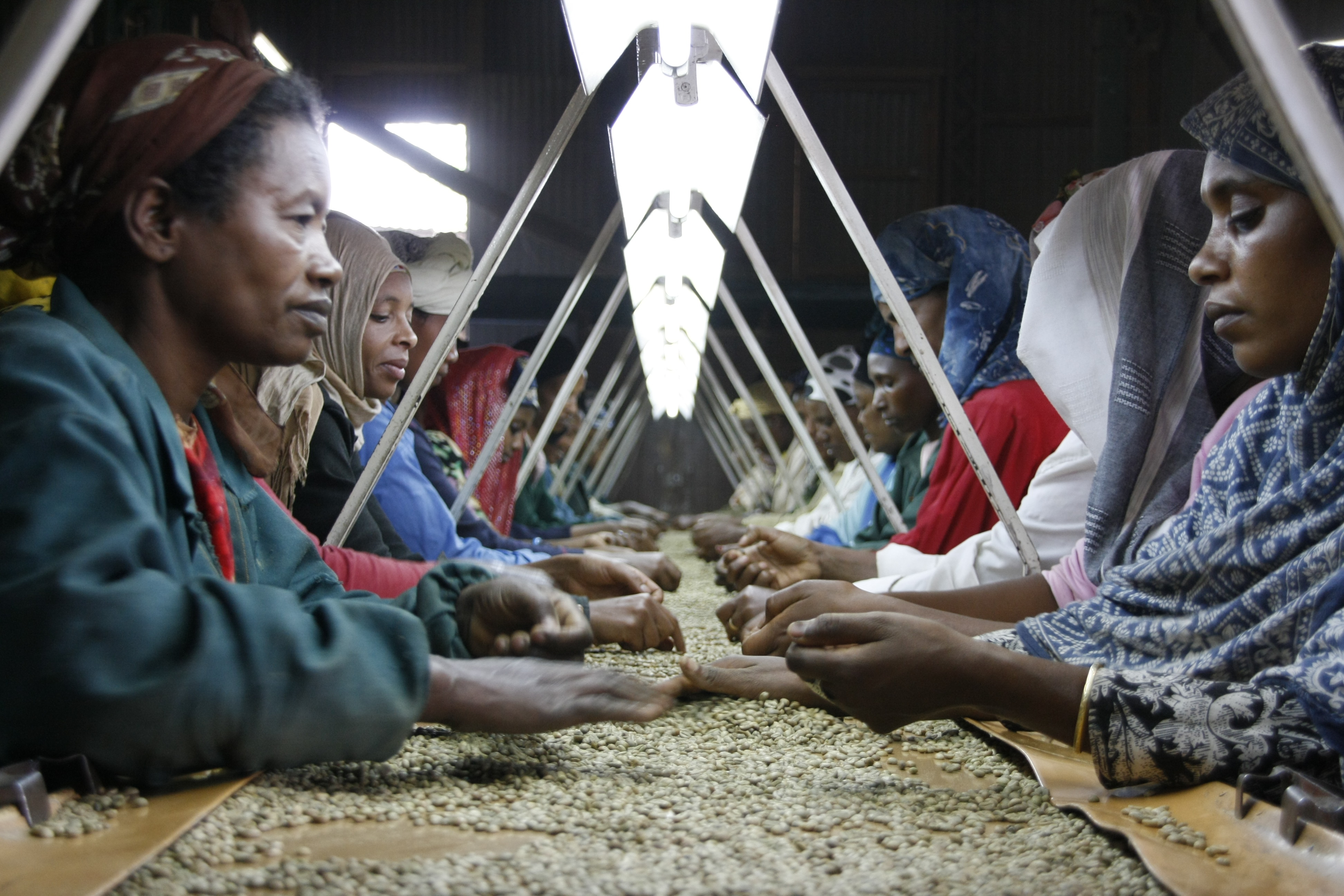Zero defect sorting of Ethiopian Yirg Z (Yirgacheffe) coffee