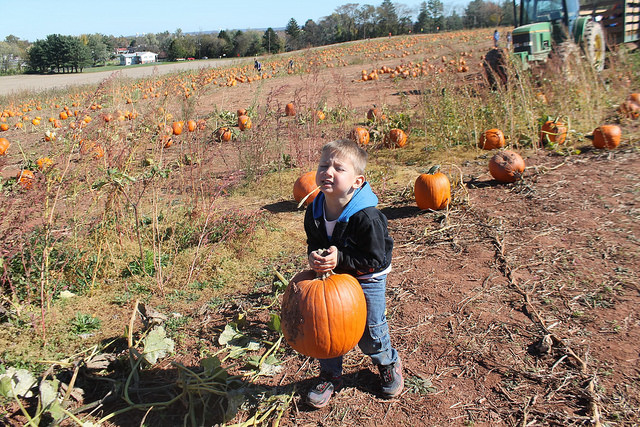 Hayrides are free to Summers Farm's Pumpkin Patch to Pick-Your-Own Pumpkins
