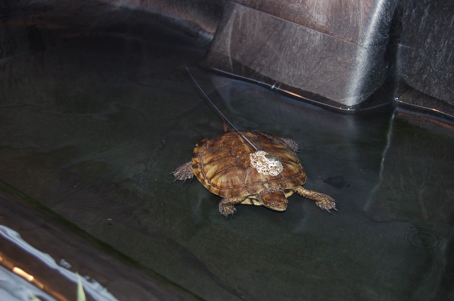 Western Pond Turtle in Pool