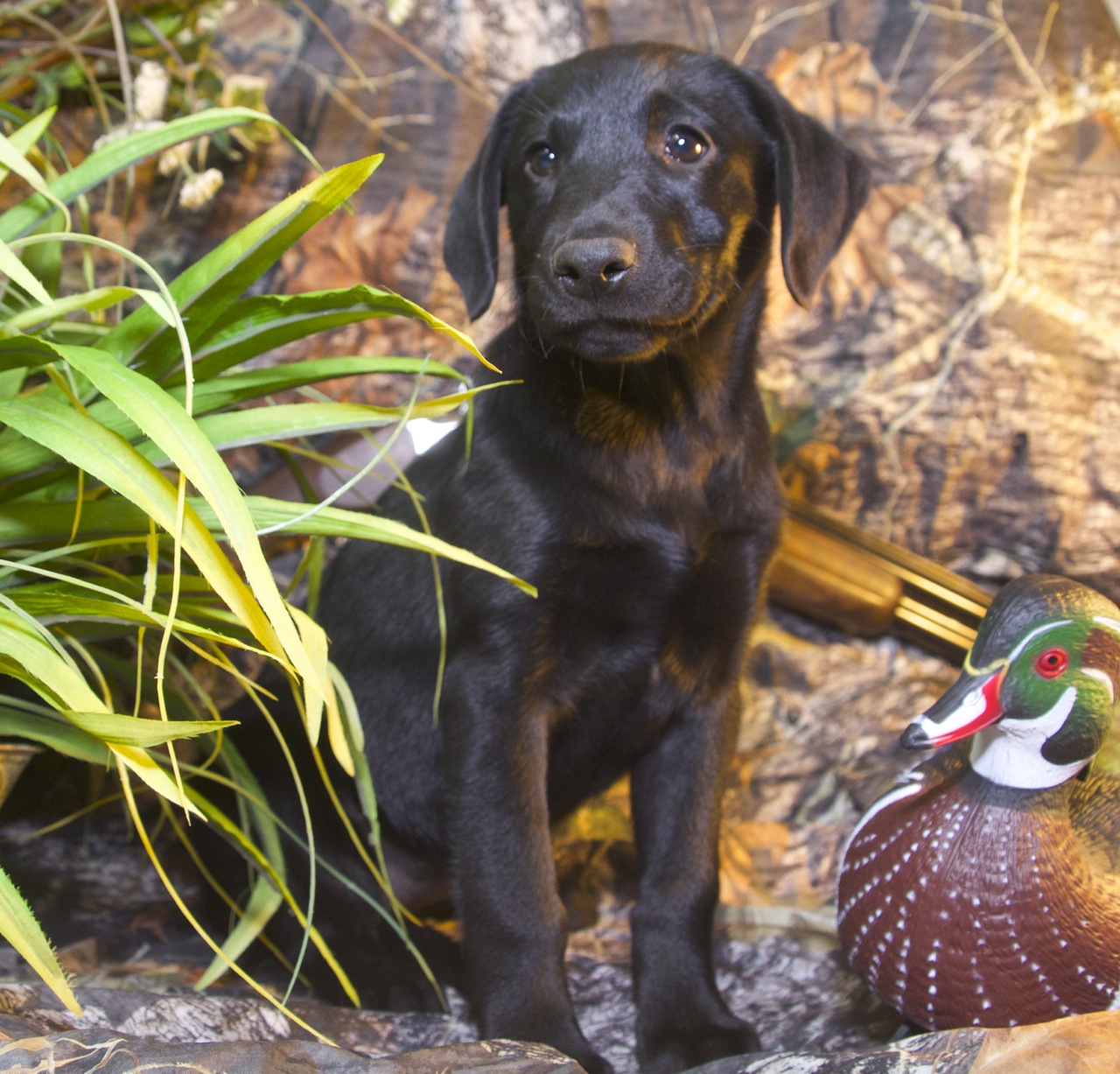 Hunters Creek Retrievers Top Dog Training USA for Canine Good Citizens or Field Champions