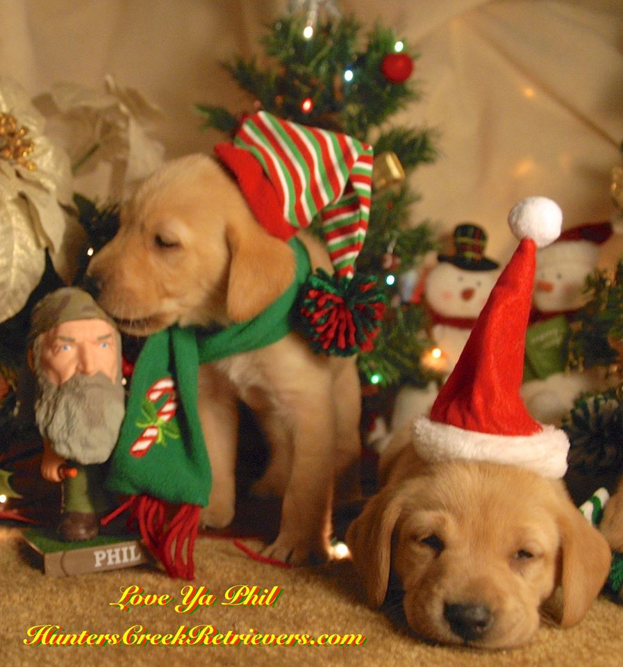 A Little Christmas Labrador Love for Duck Dynasty Phil