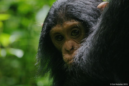 Baby chimp peeking