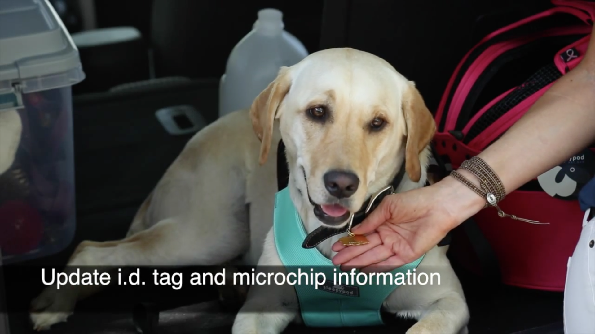 “Emergency Preparedness with Pets” tip: Update pet identification tags and microchip