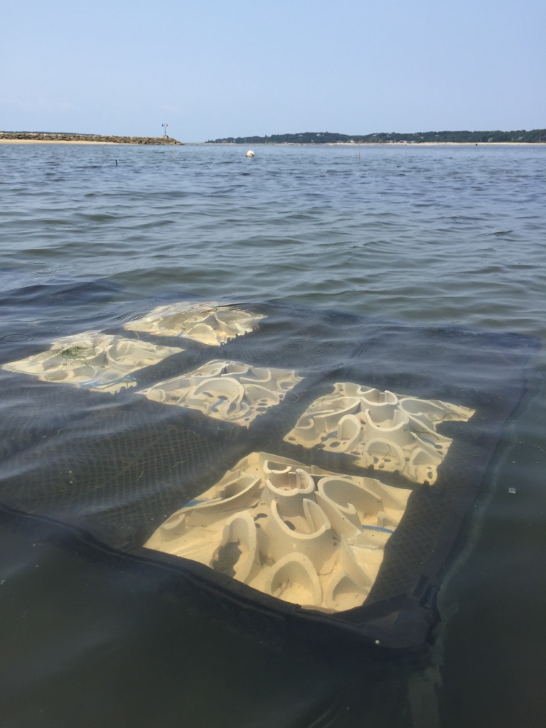 Ceramic 3D-printed oyster proto-reefs in the tide waters of Wellfleet, MA.
