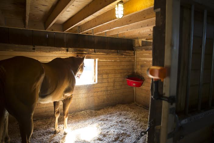 Horse in stall with Journey