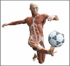 “The Soccer Player" - one of the figures now on display at the "Body Worlds" exhibit  at the Portland Science Center.
