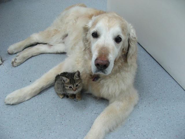 Luka snuggling with a furry friend after the PetPace collar assisted in saving her life.