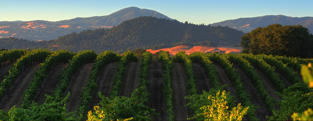 Spicy Vines partners with vineyards from Russian River Valley, Carneros and Dry Creek Valley