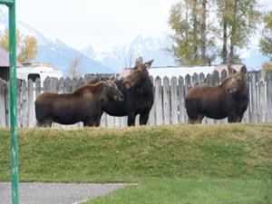 Moose and bison are common visitors to the Kelly Elementary School playground. Tetons looming in the background show the remote school’s proximity to Grand Teton National Park.