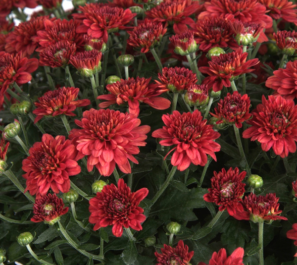 Most mums will bloom for two to three weeks (keep them well watered).