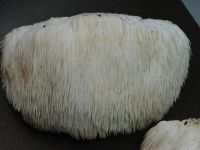 Hericium:  Lion’s mane is the common name given to a group of mushrooms of the genus Hericium