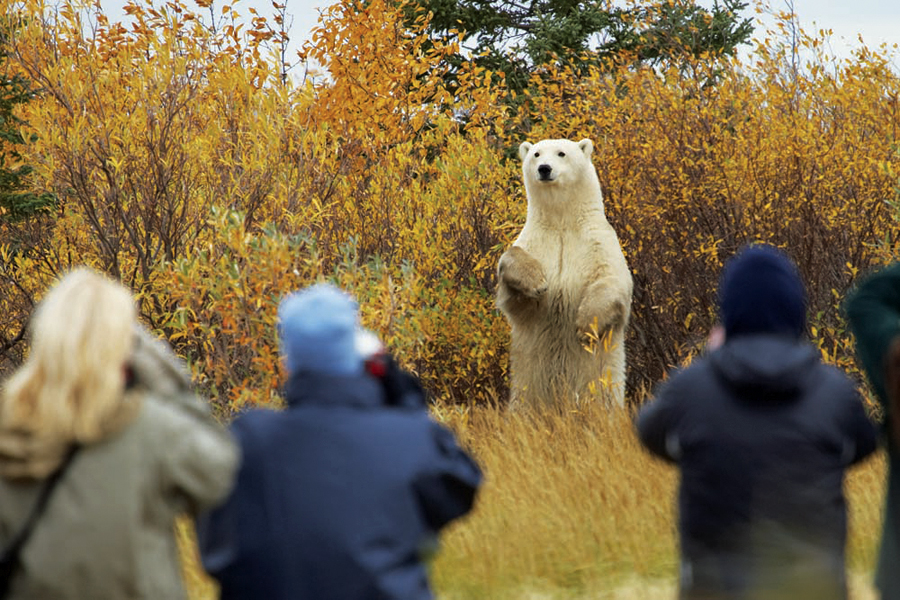 Polar bear holds court at Nanuk Polar Bear Lodge. Jerry Grajewski photo.