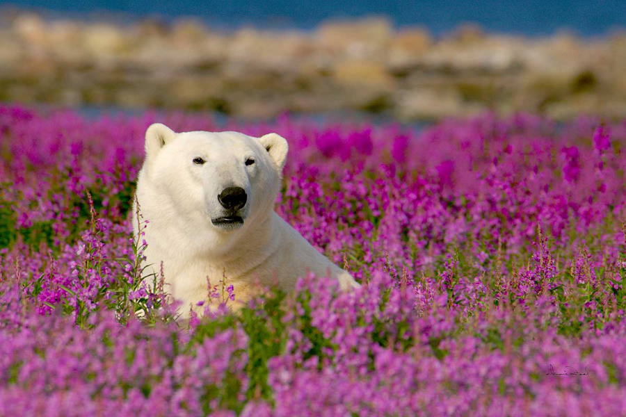 Polar Bear in fireweed at Churchill Wild. Dennis Fast photo.