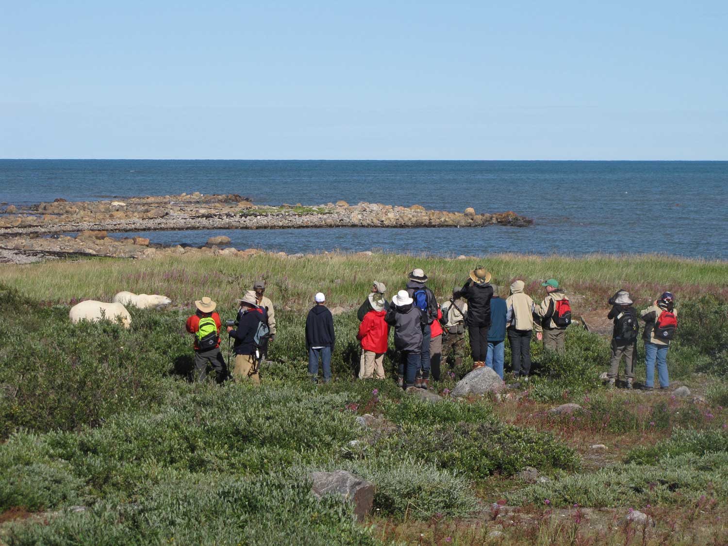 Guests walking with polar bears at Seal River Lodge.