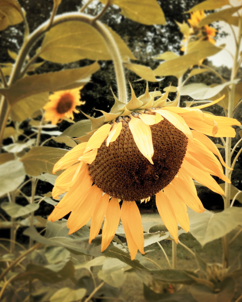 Sunflowers, symbolically strong and hopeful, an inspiration in trying times.