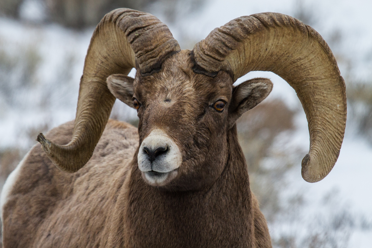 Big Horn Sheep are one of the many species to see and photograph on the new 2016 Yellowstone photo safari trip from Wildlife Expeditions (photo by Sean Beckett).