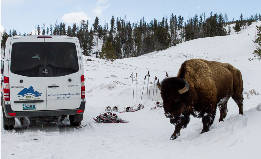 Snowshoes and poles are supplied for a Yellowstone hike and guests travel in style via cozy Mercedes-Benz safari vehicle for Wildlife Expeditions March wolves photo safari (photo by Sean Beckett).