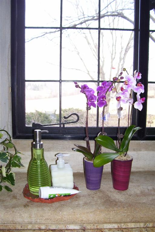 Orchids are easy-to-care for houseplants that add a splash color to any room and are hard to kill.