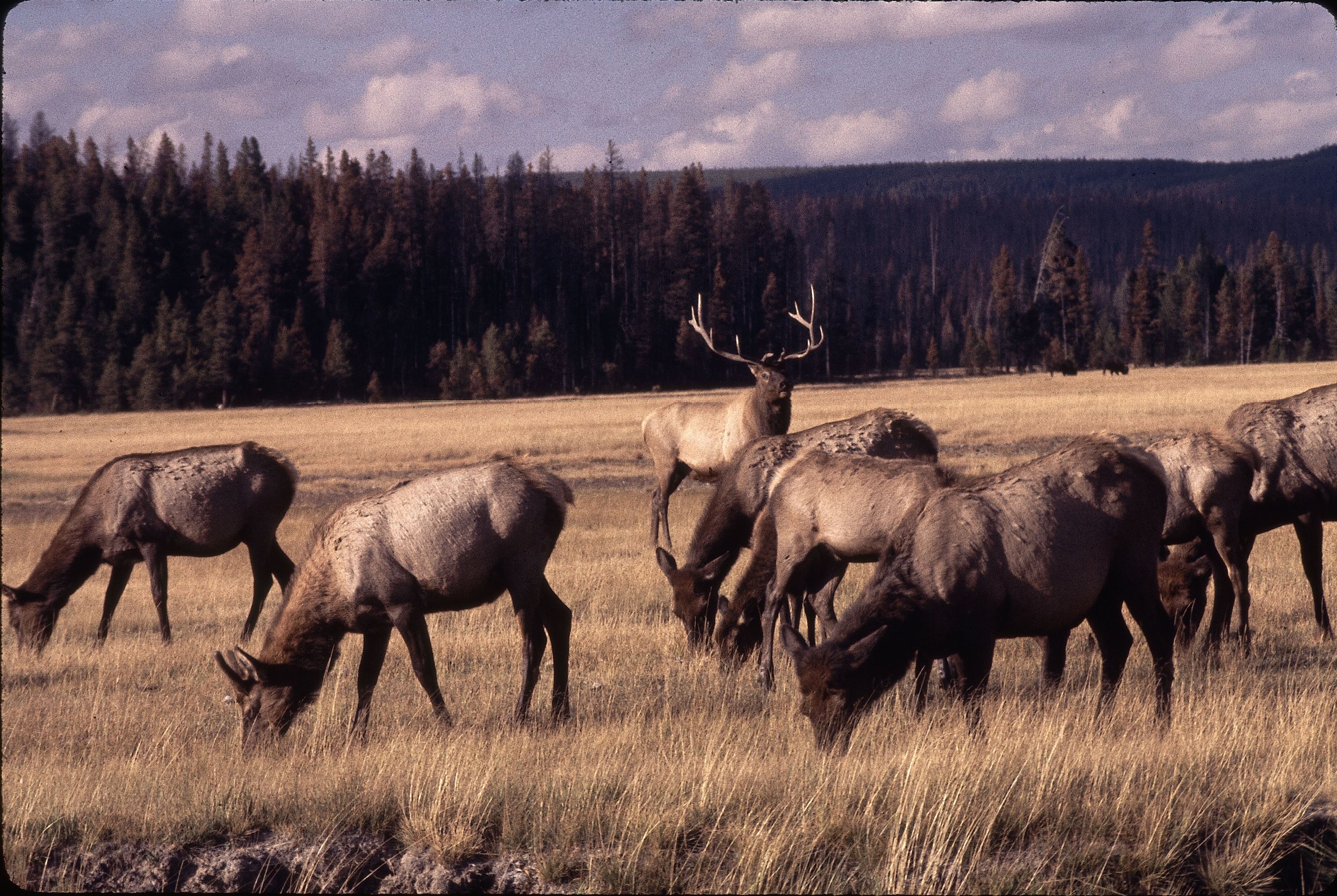 Yellowstone area elk. Photo by Gabby Barrus. 1988