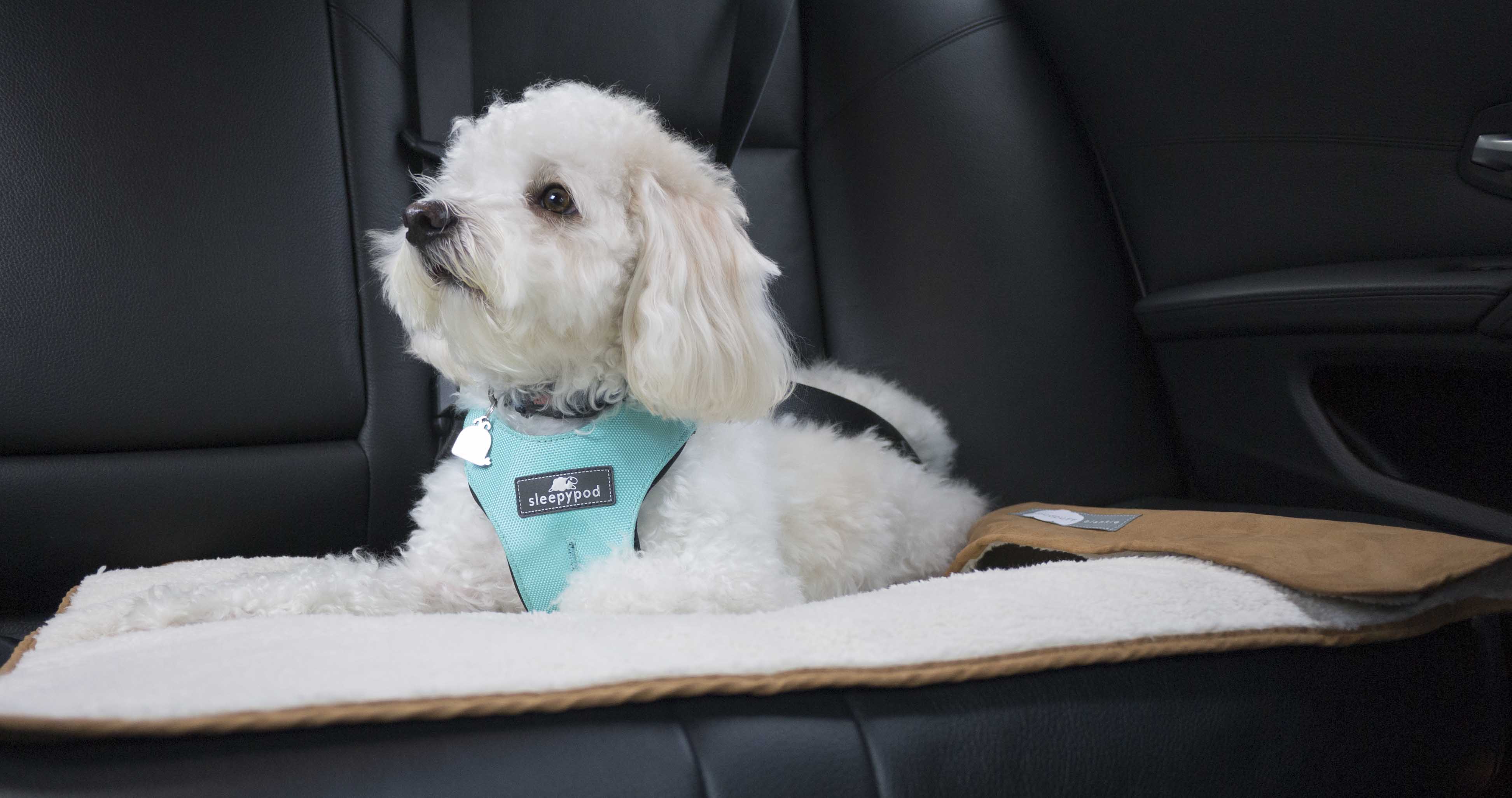 Cloudpuff can be used as a pet blanket, carrier liner, car seat cover, or couch cover.