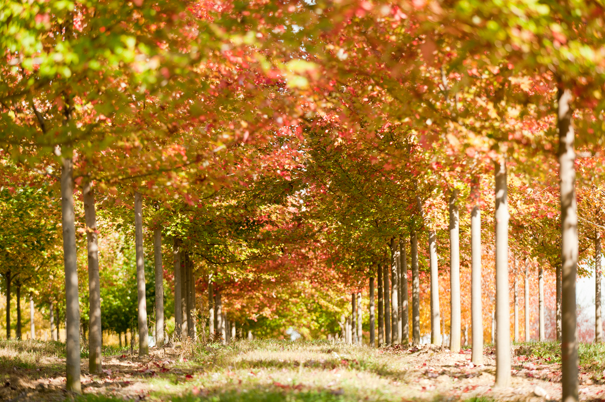 Trees Enhance the View. They catch the eye with four seasons of beautiful colors and transitions.