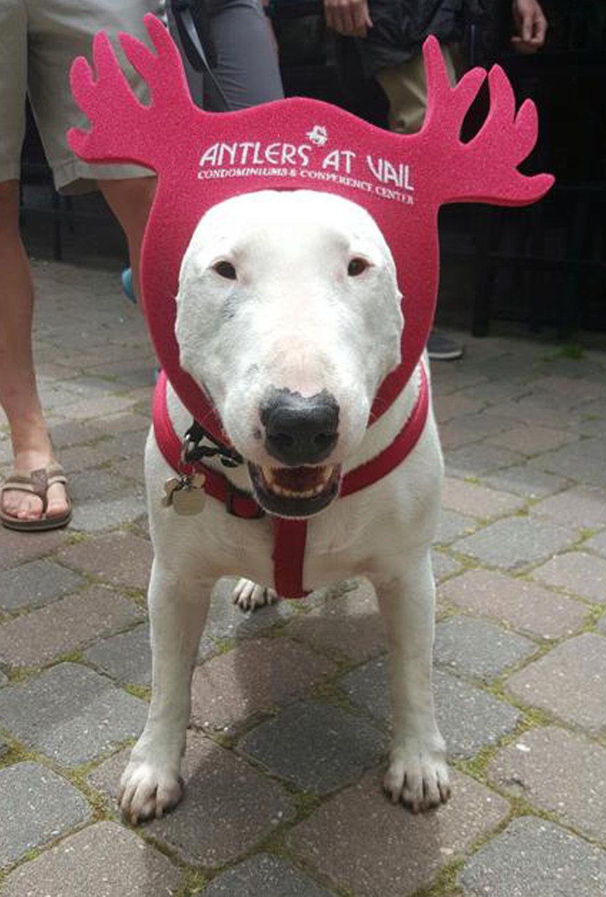 Pet-friendly Antlers at Vail hotel in Vail, Colo., will include a homemade dog biscuit for guests ordering the in-room delivered Thanksgiving dinner.