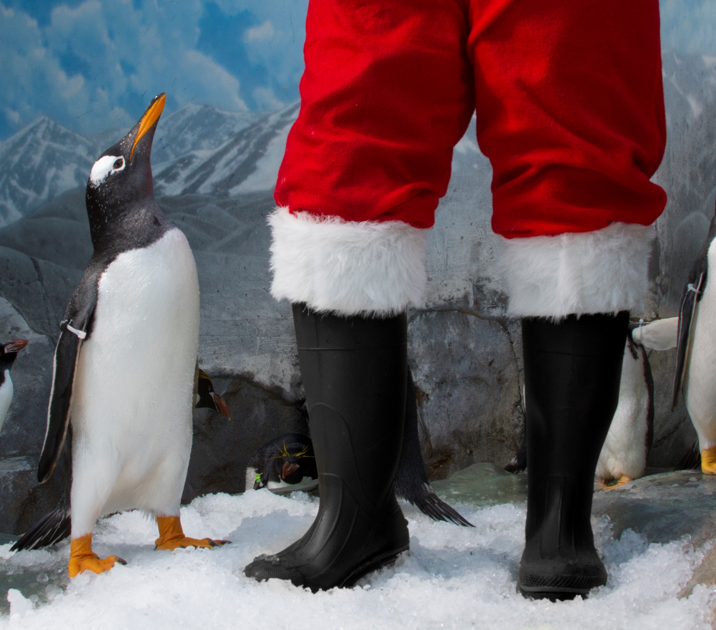 Tennessee Aquarium's Holiday Under the Peaks