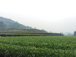 Zhejiang Tea Region