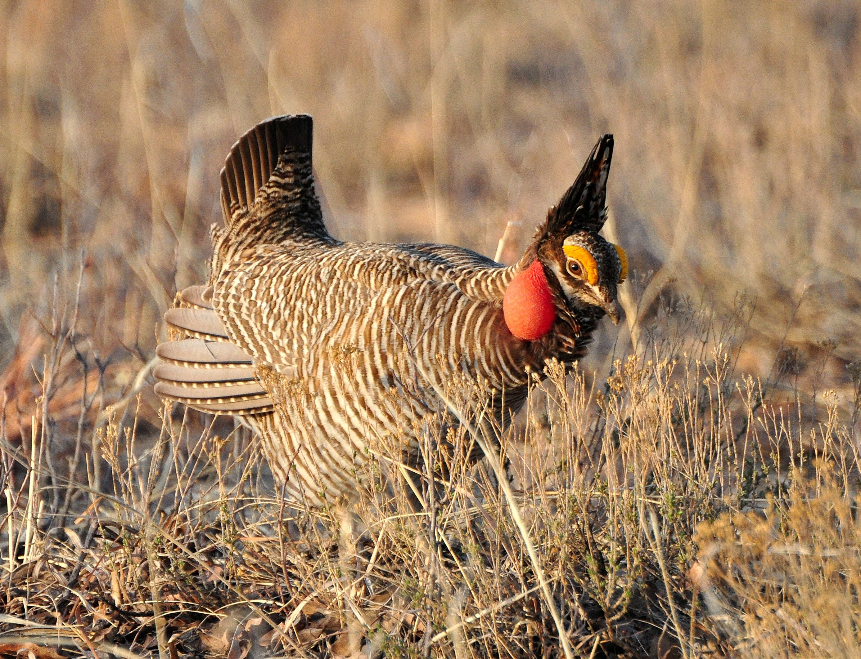 New Report Highlights 10 Rare Wildlife Species with No Room to Roam