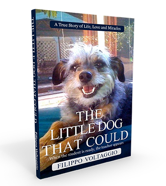 The Little Dog That Could
