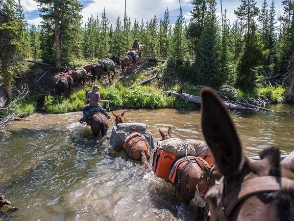 National Geographic Adventurers Middleton & Riis's packstring hauls gear and equipment into Yellowstone's backcountry