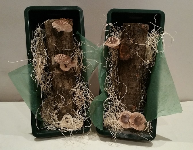 Best Buy Shiitake Log Kits, two for $89.95 shipped to the same address. Give one as a gift and keep one for yourself.
