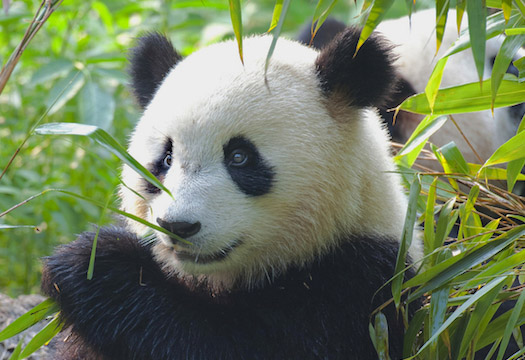 chengdu panda tours, travel guide-www.westchinago.com