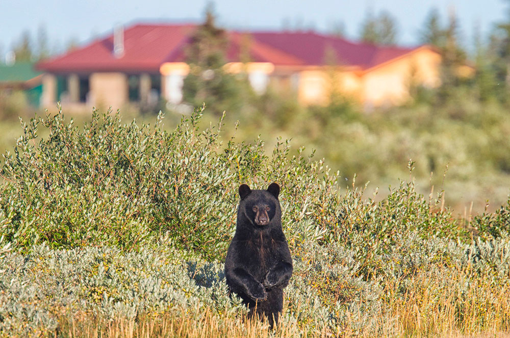 Curious black bear at Nanuk. Robert Postma photo.