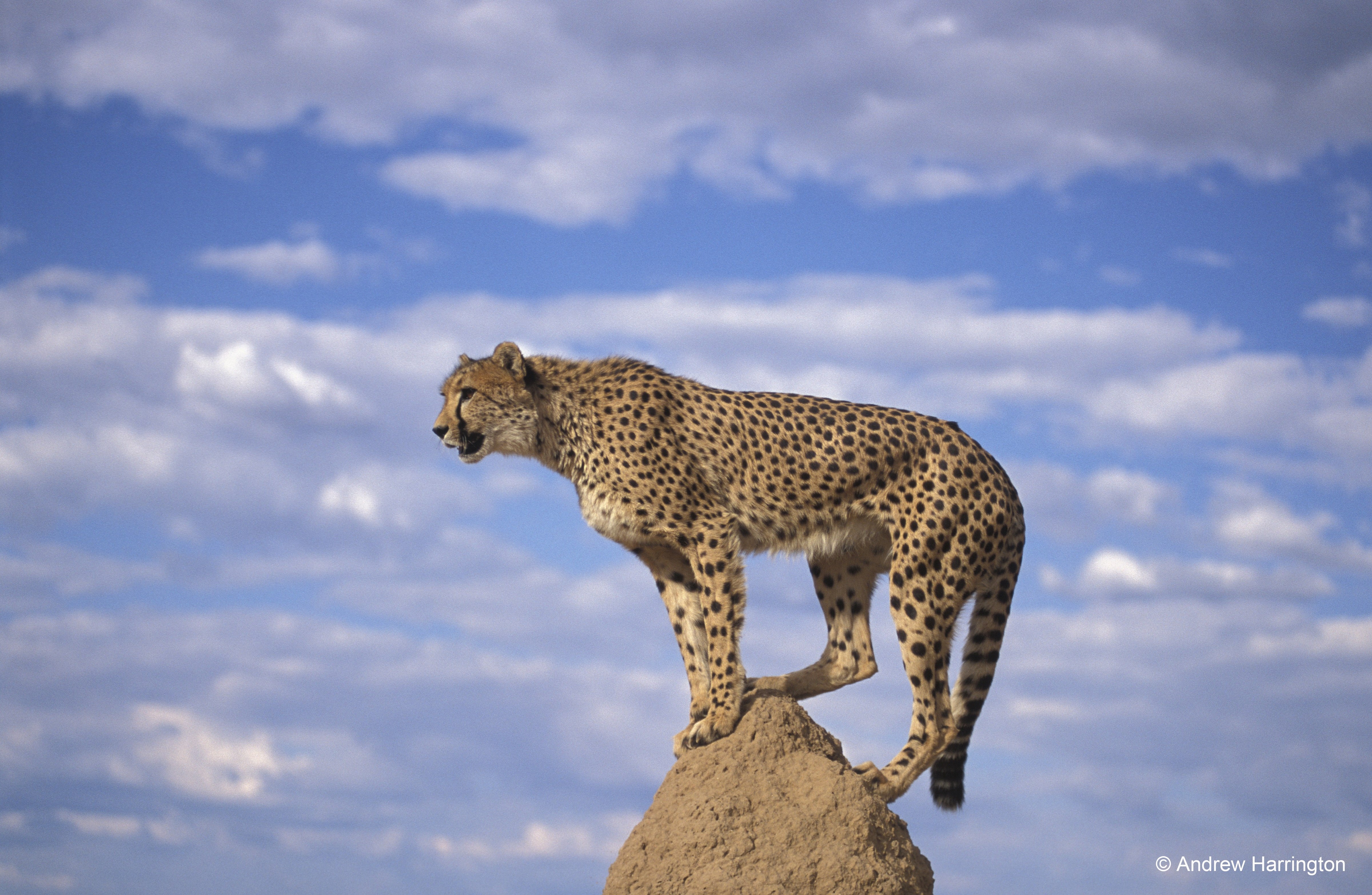 Photo by Andrew Harrington/Cheetah Conservation Fund