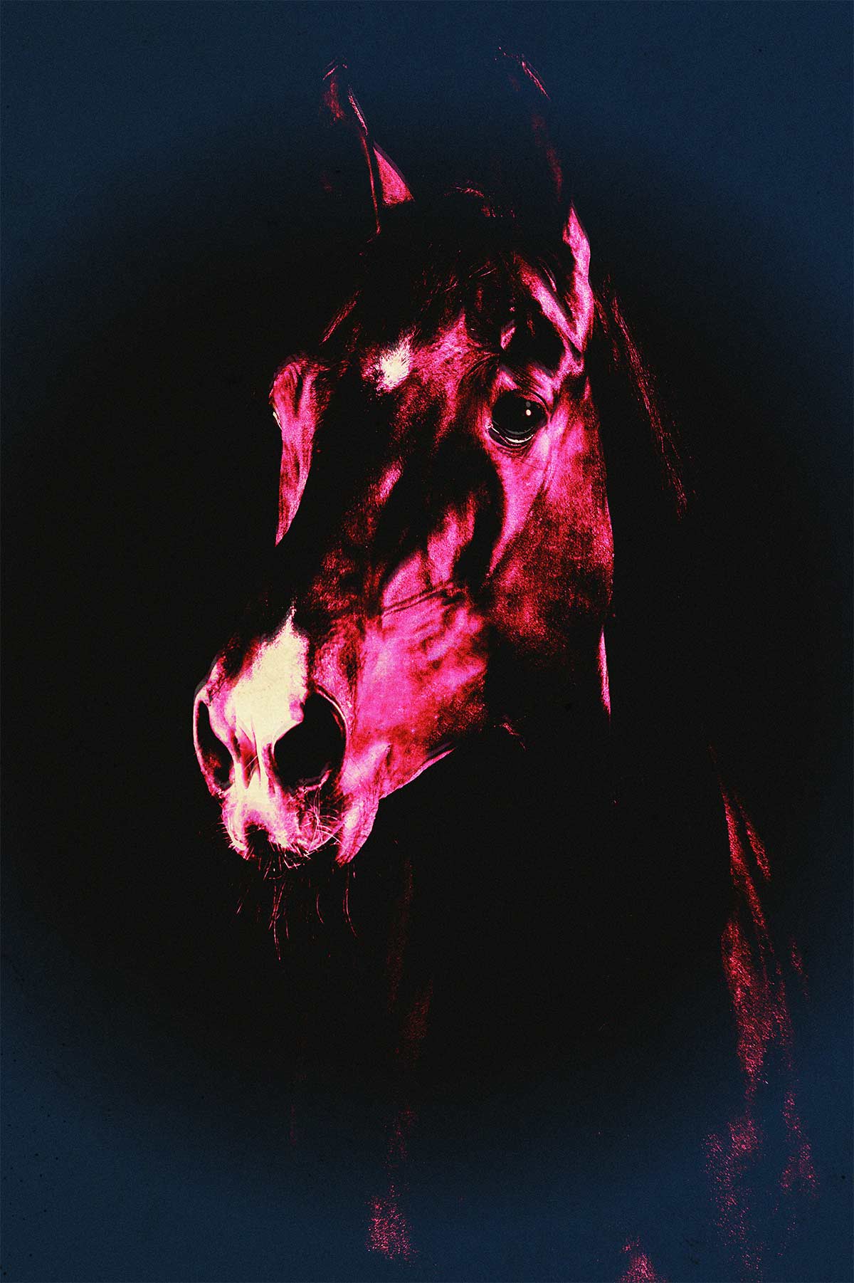 Stallion in Neon