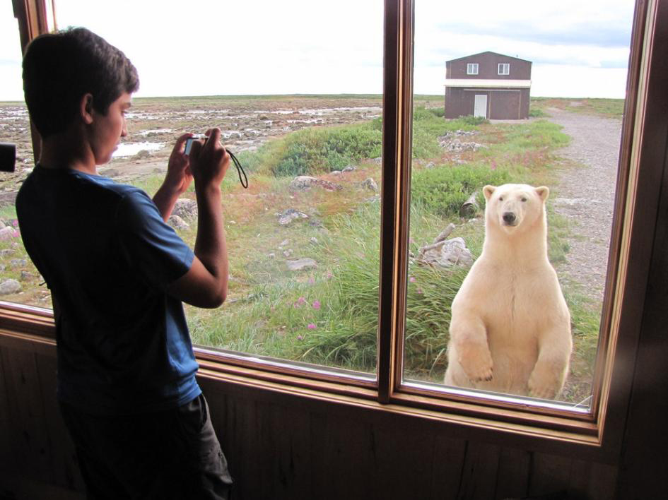 Curious polar bear at the window.