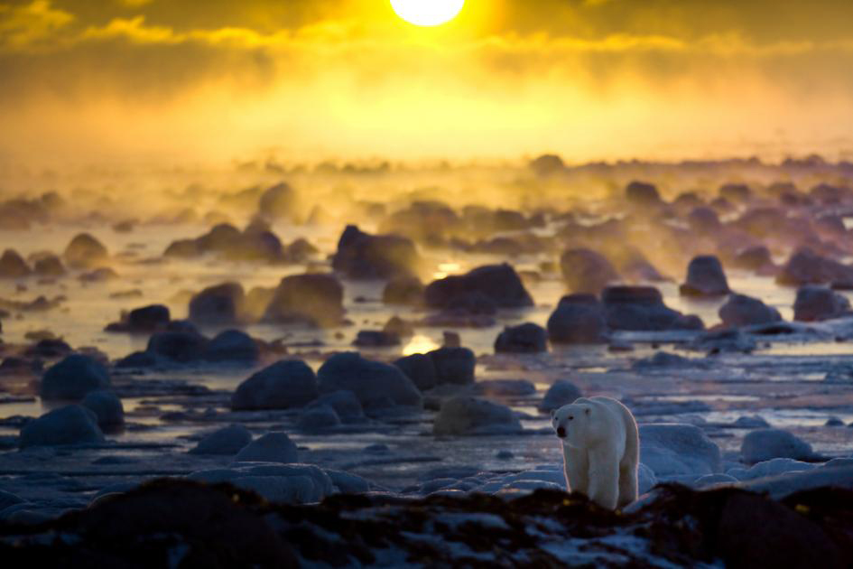 Polar bear walks along the Hudson Bay coastline at Seal River Heritage Lodge.