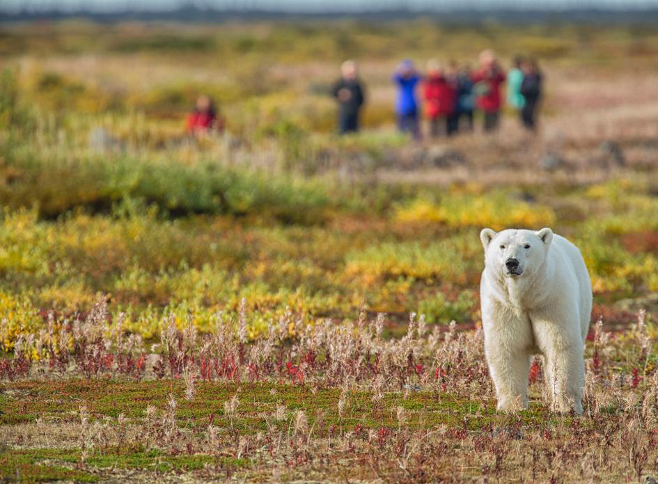 Polar Bear Walking Safaris.