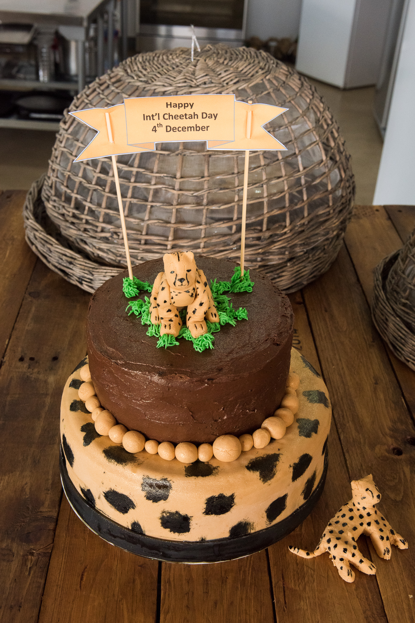 Human visitors at CCF Namibia will enjoy a piece of this chocolate cake in celebration of International Cheetah Day.