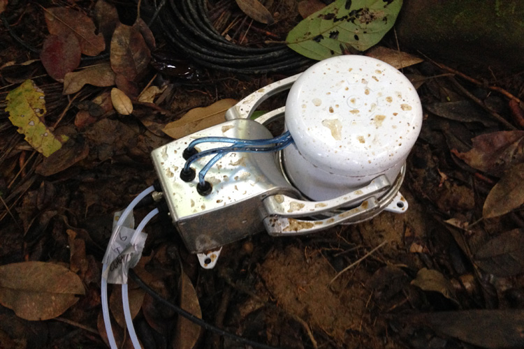 eosAC autochamber in Puerto Rican rain forest